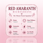 Red Amranthus