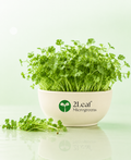 Cilantro